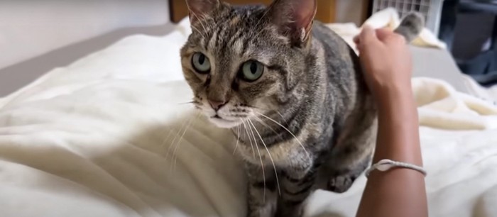 ベッドの上にいる2匹の猫