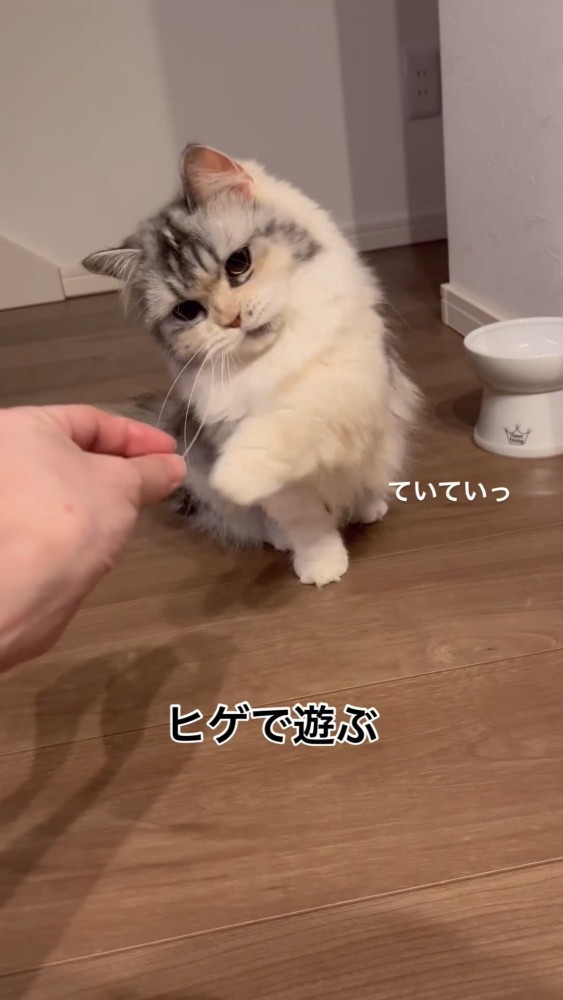 ヒゲを触る猫