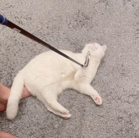 ゴルフクラブでのどをなでられる白猫