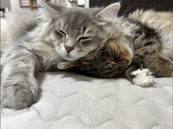 シルバーの猫