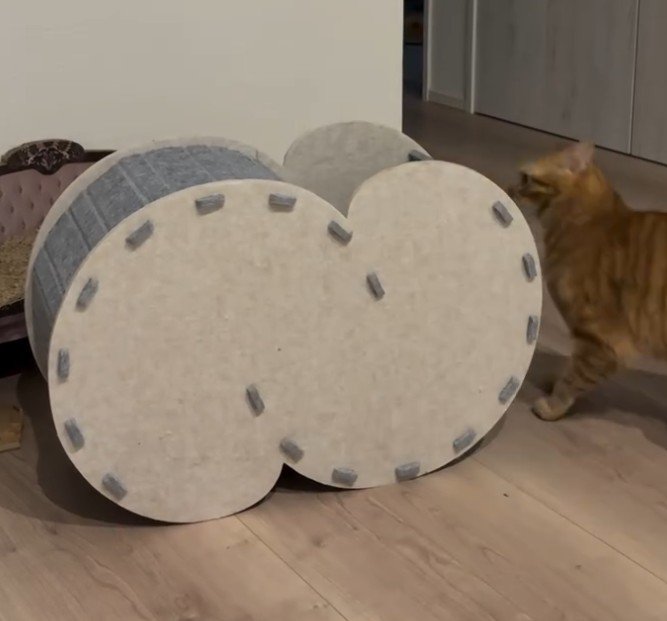ハウス横にいる猫