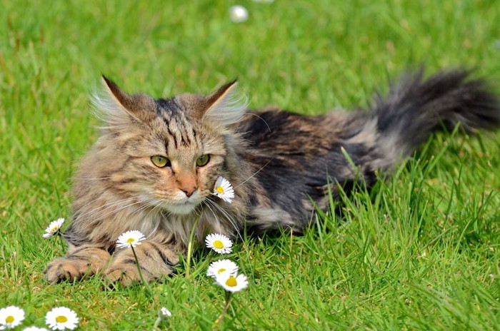 芝生の上でくつろぐノルウェージャンフォレストキャット