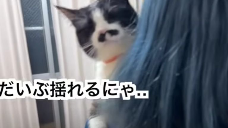 抱っこされている猫