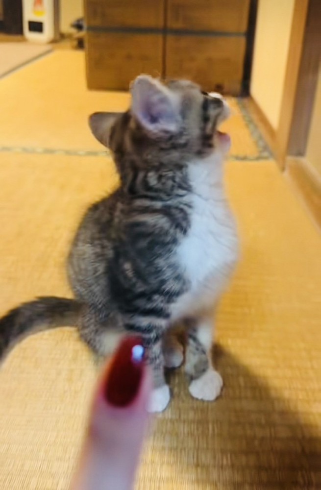 ママの声掛けに答える子猫