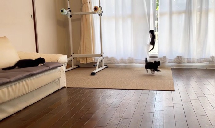 カーテンに登る子猫とそれを見つめる2匹の子猫