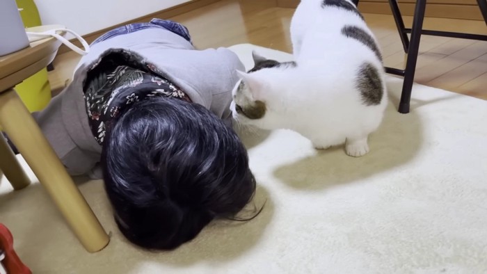 倒れた飼い主をのぞき込む猫