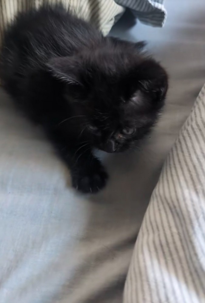 布団の上で起き上がる黒猫