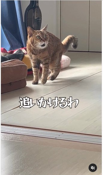 振り向いた猫