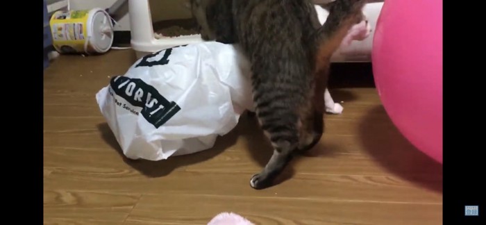 大人猫も