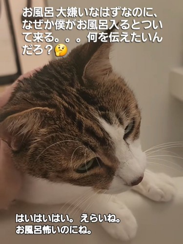 なでられる猫