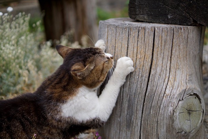 気で爪とぎをする猫