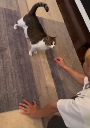 男性の顔を見上げる猫