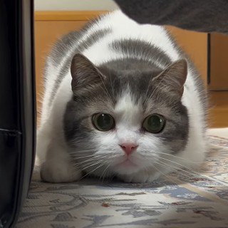 伏せってこちらを見つめる猫