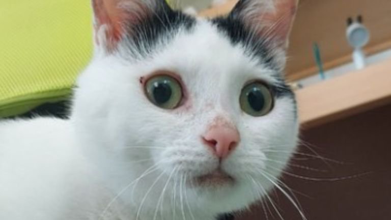 室内にいる猫