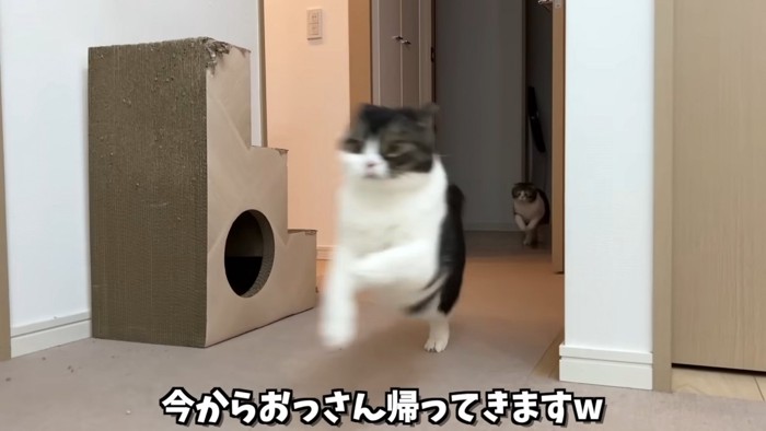 走る2匹の猫