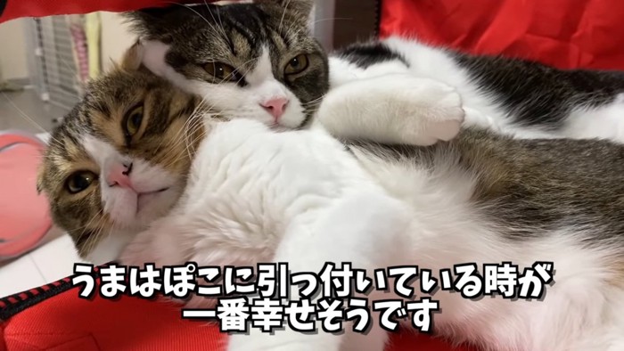 顔をくっつけて寝る2匹の猫