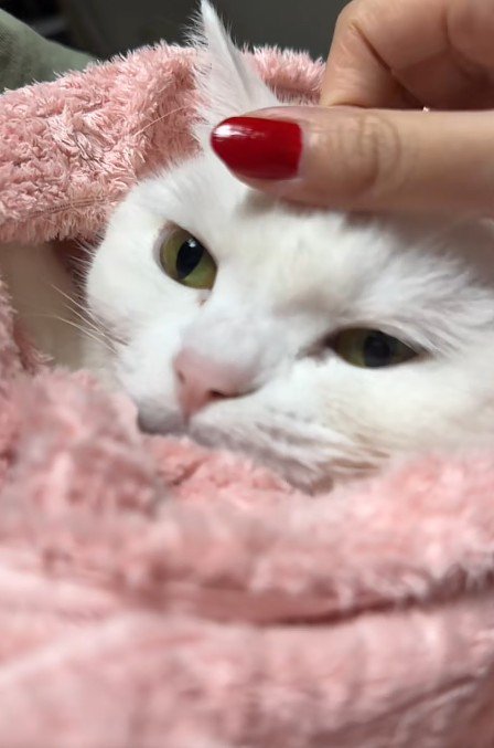 くるまれた猫