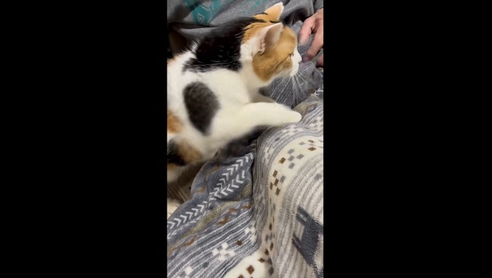 くるのかい？くるのかい？