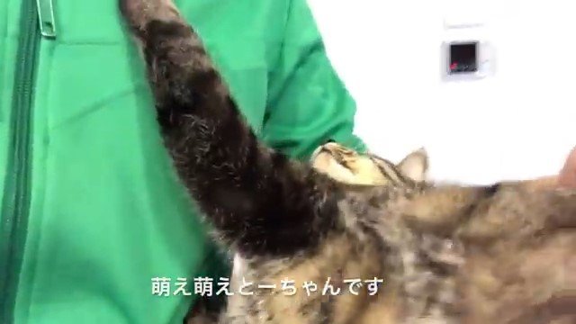 男性に甘える猫