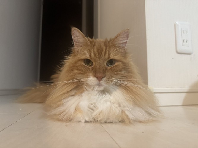 香箱座りする猫