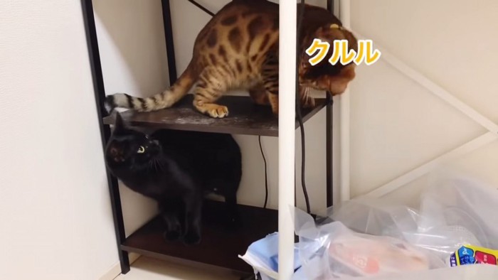 棚の上下にいる猫