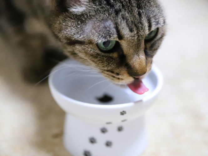 背の高い食器で食べる猫