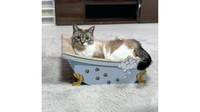 くつろいでいた猫