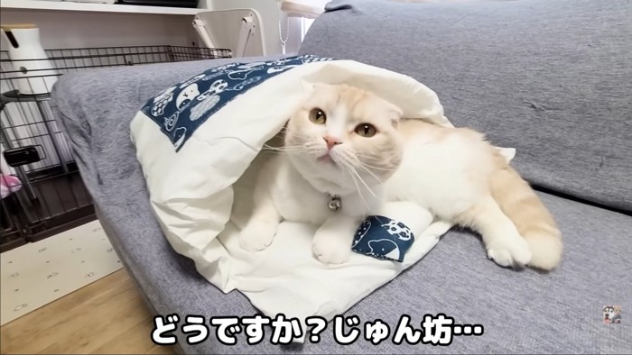 はいっている猫