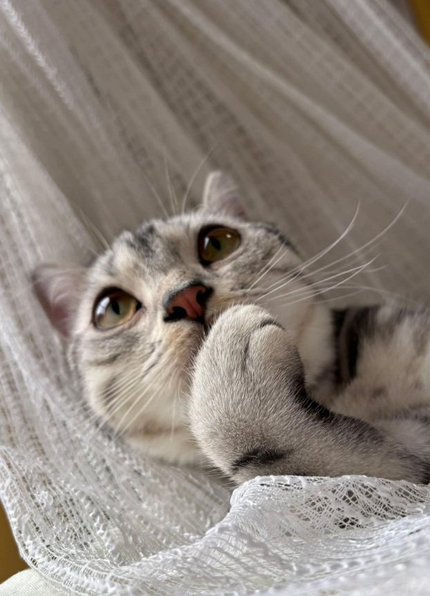 くつろぐ猫