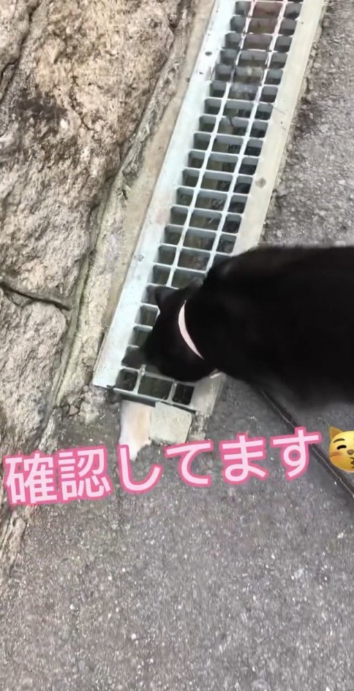 確認しに行く猫