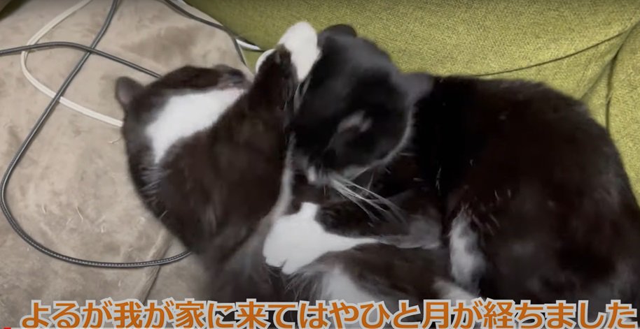 じゃれる2匹の猫