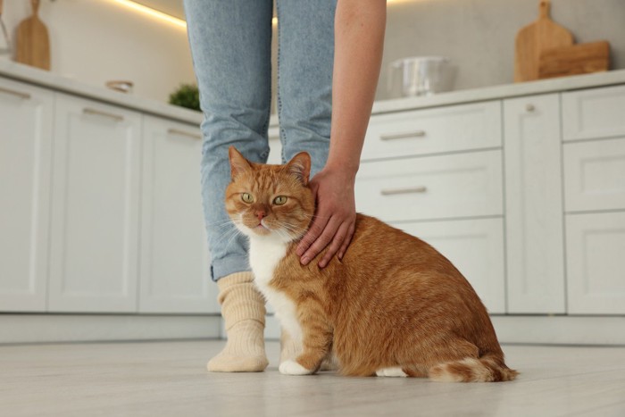 飼い主さんの足元にいる猫