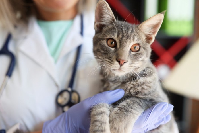 医者に抱かれる猫