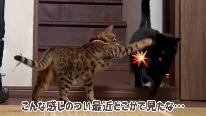 黒猫にパンチするベンガル