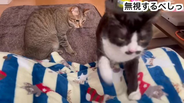 登って来る猫と下から見ている猫