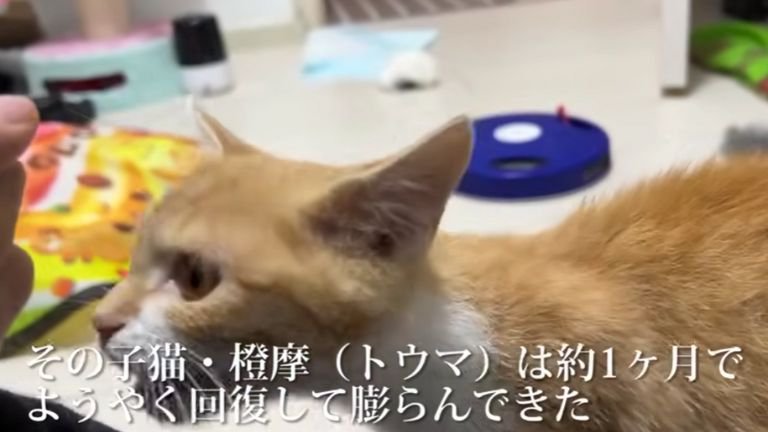 痩せた子猫