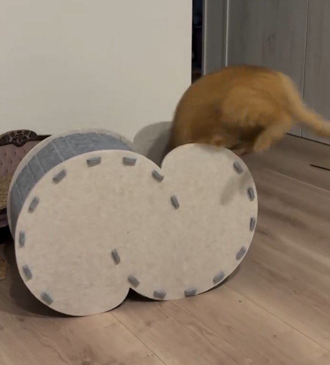 ハウスに飛び込む猫