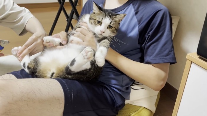 キジ白猫ちゃん（抱っこ）