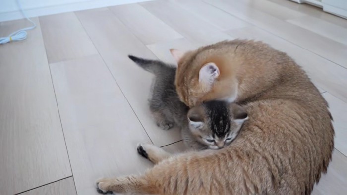 赤ちゃん猫を毛づくろいするミミさん
