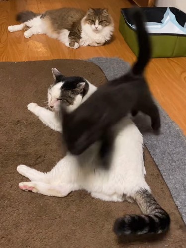 老猫の上をジャンプする子猫