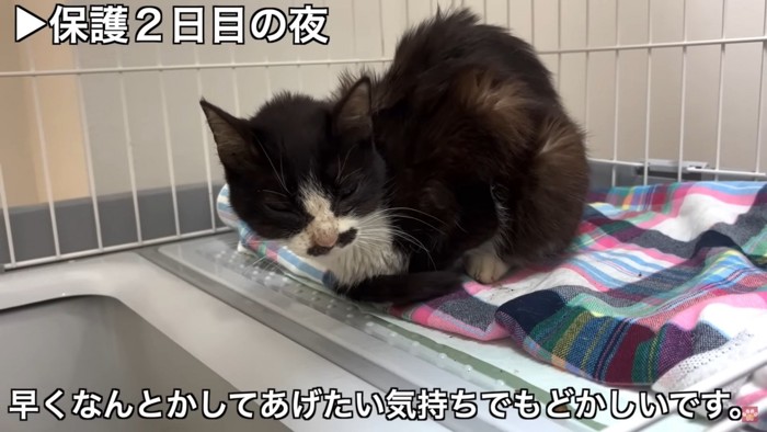 しんどそうな猫