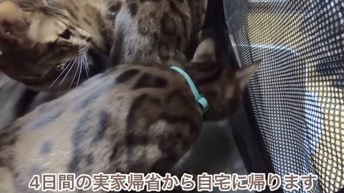 既にケージにいる猫たち