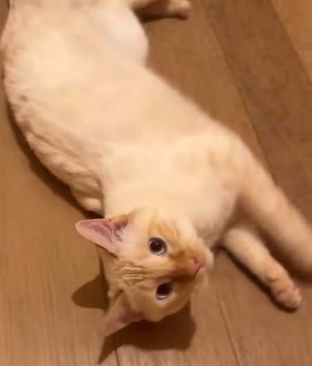 寝転がって正面を見ている猫