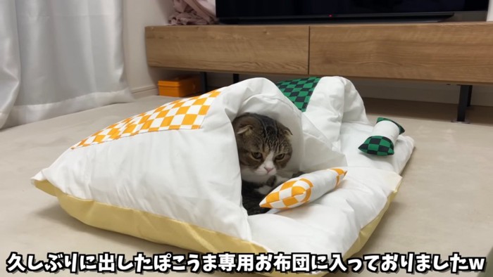 布団に入る猫