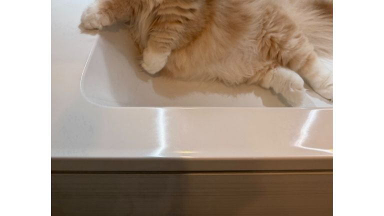 洗面台の猫