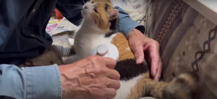 ブラッシングをしてもらう猫