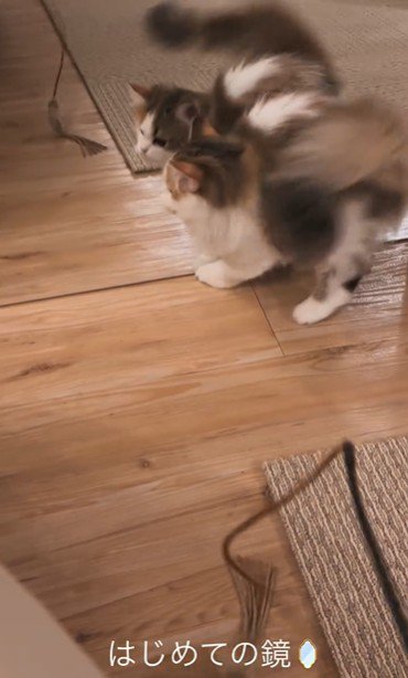 鏡に攻撃をしている子猫