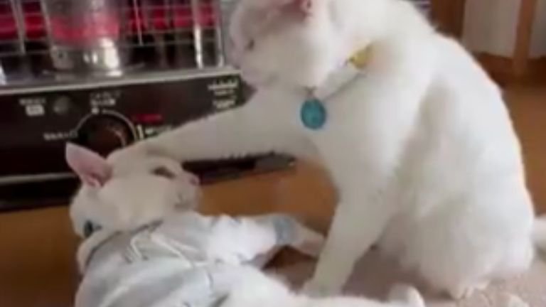 室内にいる猫