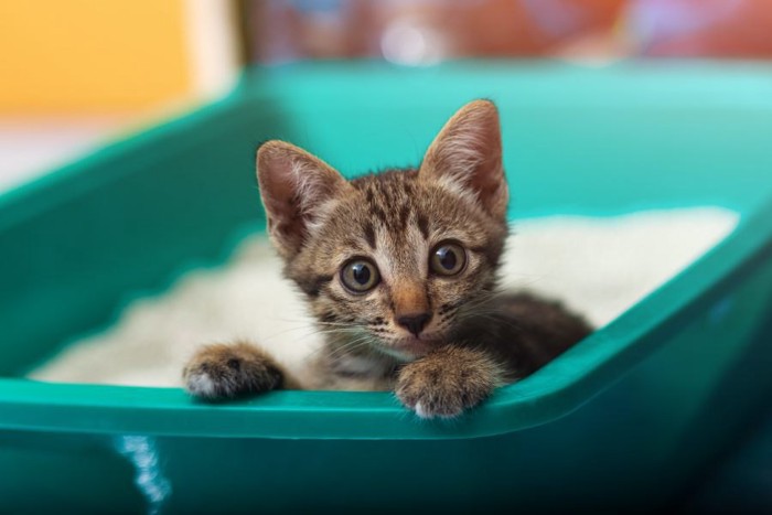 猫のトイレからのぞいている猫