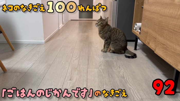 座っている猫